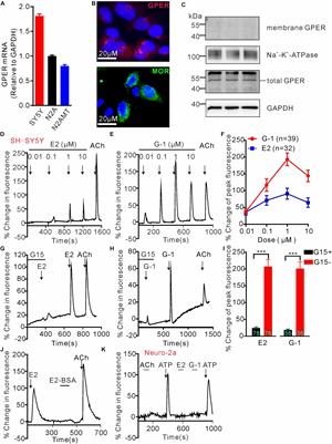 Activation of the G Protein-Coupled Estrogen Receptor Elicits Store Calcium Release and Phosphorylation of the Mu-Opioid Receptors in the Human Neuroblastoma SH-SY5Y Cells